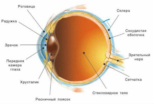 строение глаза