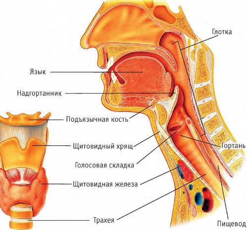 строение горла