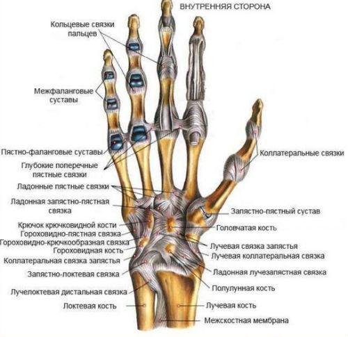 строение кисти