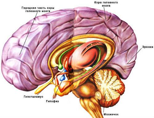 гипофиз